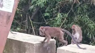 Dzikie małpy na Filipinach.#monkeys #monkey #forest #forestsounds