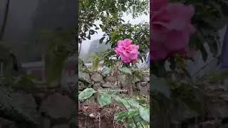 #nature #garden #mountain #flowers #relaxing #roses #rose #bunga #cantik #relaxing #sounds #peace