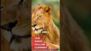 The Most Handsome Lion on Earth! 🔥🦁#HandsomeLion#WildBeauty