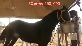Pushkar Fair Mela - Seller from Nagaur low cost horses horse Market, Horse Video घोड़ा विडियो