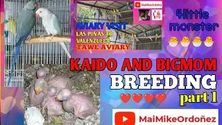 MAIMIKEORDO&Ntilde;EZ VLOG 050 || KAIDO AND BIGMOM BREEDING || INDIAN RINGNECK PARROT