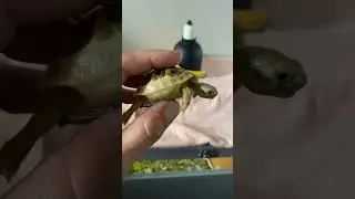 Golden Greek tortoises