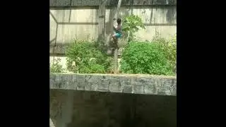 Homem pula na jaula da leoa, no zool&oacute;gico da Bica