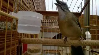 Trinca ferro cantando forte na baderna em passeio.