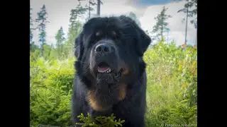 Mental description (MH-test) Tibetan Mastiff