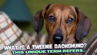 What Is a Tweenie Dachshund? 🌭🐾
