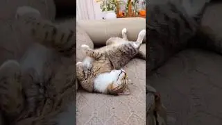 Lazy Cat Vibes | Cute Pirooz Relaxing Moments 😻