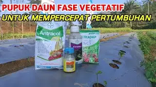 PENYEMPROTAN PERTAMA CABE..!! PUPUK DAUN UNTUK MEMPERCEPAT PERTUMBUHAN | 12 HST