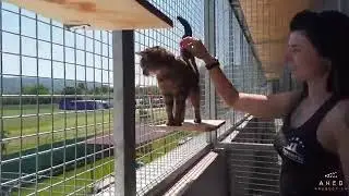 Das Tierhotel 5 Stern in k&uuml;rze gezeigt