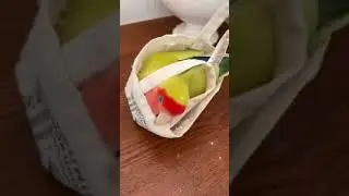 Adorable Parrot in Bag: A Cute and Charming Travel Companion! #shorts #parrot #birds