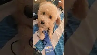 recordando el pasado #pets