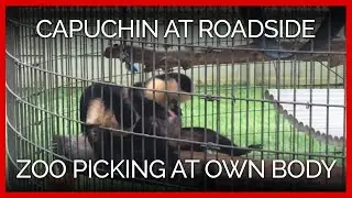 Capuchin Stuck at Roadside Zoo Picking at His or Her Own Body