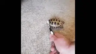 Turtle ass shaking to THE WEEKEND,  Blinding lights.