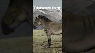 My wild mustang&rsquo;s DNA tells a crazy story! #horse #wildhorse #wildmustang #equestrian #horses