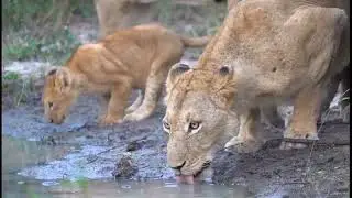 Lioness and her cub's 