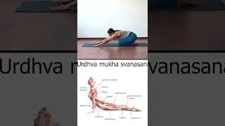 How to Do Upward Facing Dog | Urdhva Mukha Svanasana with Anatomy