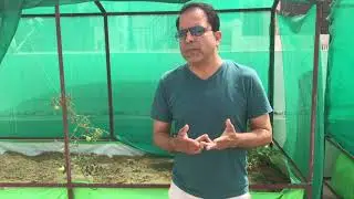 The Urban Farmer-9- Tomato Farming Tips