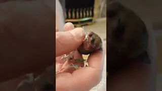 Baby Gerbil hand feeding (3) #shorts