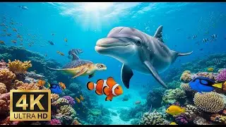 🐠 Stunning Coral Reef 4K &ndash; Relaxation Music with Beautiful Underwater Life