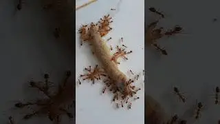 bila waktu telah berhenti versi puluhan semut merah vs cicak