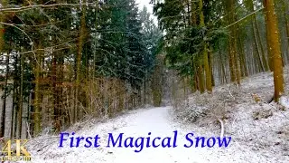First Snowy Forest Walk 2025 | 4K | ASMR | Virtual Walking Tour