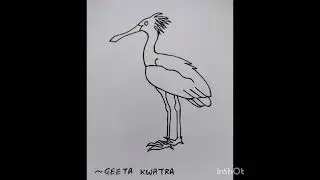 Drawing of Spoonbill for Beginners (Step by Step) @geetakwatra699