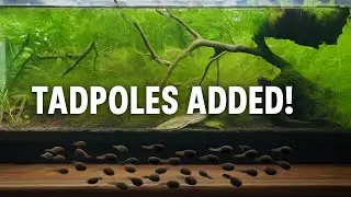 I added tadpoles to my slice of pond! (Newt Tank Update!!)