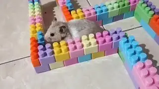 Important moments in a hamster's life #hamsters #pets #cute #animals #funny #funnyhamster