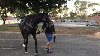 Sound Advice colt and Baracus Snowden Racing