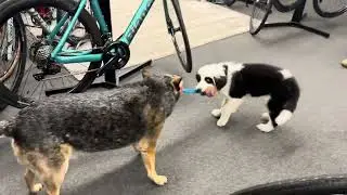 Dogs playing tug of war at Sequim Bike Studio 