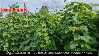 LHC-Radhe Summer Rainy Cucumber#vegetables #farming #summer #agriculture #soil #cucumberplant #laxmi