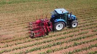 La sarchiatura innovativa di Steketee a Mais  Domani 2022