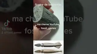 rostre de belemnite #chorts #pal&eacute;ontologie