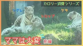 【カロリー消費シリーズ　ママは大変　前編】伊豆アニマルキングダム　ホワイトタイガー「ツキ」「シグレ」「シロップ」