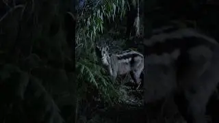 Ghost of the Wilderness: Part 2 #ai #cinematic #storytelling #documentary #movie #nature