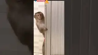 #funny #monkey #comedy #cat #realfools #mrchopravines #monkeycomedyvideo #animal 👌🏼👌🏼👌🏼👌🏼👌🏼
