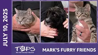 Central Illinois' Adorable Pets 🐾: Meet Milo, Rory, & Davia &mdash; Adopt, Support, and Make a Difference