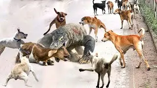 Riot! Komodo Rushed Into People's House To Hunt Goats- Angry Dogs Fight Giant Komodo To The Rescue