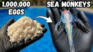I Hatched 1,000,000 Sea Monkeys in a Swimming Pool