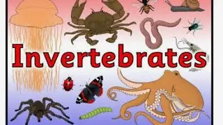 Invertebrates lab 2 part 1 / kingdom: chromista ( part1 )