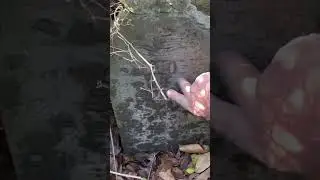 Old child&rsquo;s grave