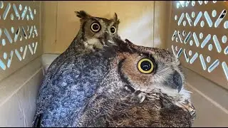 Birds of prey released back into the wild! Forest Animal Rescue