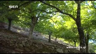ΚΑΛΛΙΕΡΓΕΙΑ ΚΑΣΤΑΝΟΥ