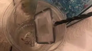 Guppy dying/Умирает Гуппи