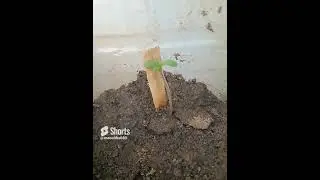 como plantar cannabis do jeito certo a deus presado🍁🍁🍁