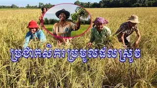 ប្រជាកសិករប្រមូលផល [[ Vyrak Kh ]]