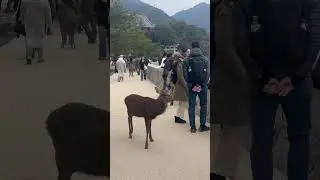 #Male deer #deer #miyajima #japan #animals #wildlife #countrymusic #japan