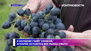 A pittance in harvesting. Farmers are leaving their produce in the fields.