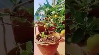 #Table Orange#Table Orange#Orange Fruit #healthyfood #organic #rooftopgarden #Fruit#