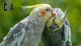 CALOPSITA CHAMANDO MACHO CANTANDO PARA ATRAIR OUTRAS F&Ecirc;MEAS